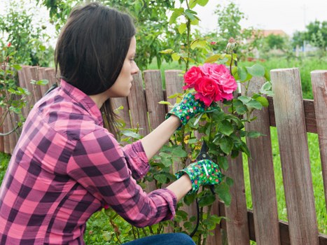 A woman wearing a pink and black checkered shirt and patterned gardening gloves is tending to a flowering shrub with bright pink blossoms in a well-maintained garden. She is using her right hand to carefully trim or check the plant's foliage. The garden features a wooden fence with vertical slats in the background, framing the lush green plants and trees surrounding the space. The foreground shows a neatly mown lawn with dense, healthy grass, while the middle ground contains the flowering shrub and other leafy plants. The weather appears to be overcast or partly cloudy, providing soft, natural lighting that enhances the vibrant colours of the flowers and foliage. This outdoor space reflects a typical residential garden in Woolwich, suitable for gardening and landscaping activities offered by specialists such as Landscapers Woolwich, covering areas of lawn care, shrub maintenance, and general garden improvement.