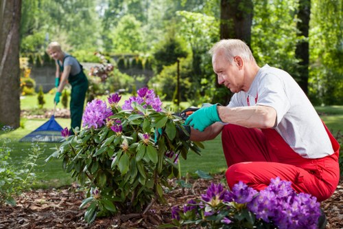 A mature man wearing a white shirt, red gardening trousers, and turquoise gardening gloves is kneeling on a neatly maintained lawn in a lush, green garden located in Woolwich. He is carefully tending to a flowering shrub with vibrant purple and pink blossoms, which is planted in a mulched flower bed alongside other plants and flowers. In the background, another gardener dressed in a blue top and dark trousers is using a garden tool, possibly trimming or planting, with trees and well-kept hedges creating a serene outdoor environment. The garden features a mix of grass, soil, and paved pathways, giving it a structured yet natural appearance. Bright sunlight filters through the canopy of mature trees, illuminating the scene and highlighting the lush greenery and floral colors, suggesting a pleasant spring or summer day. This image reflects professional gardening and landscaping services focused on planting, garden maintenance, and outdoor beautification, relevant to Woolwich property outdoor spaces as showcased by Landscapers Woolwich on their website.