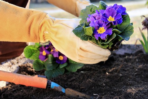 A gardener wearing beige gardening gloves is planting a vibrant purple and yellow primrose flower into dark, moist soil within a landscaped garden. The garden features a neatly maintained lawn with green grass, surrounded by various shrubbery and small plants, creating a natural and inviting outdoor space. In the background, a wooden garden bed border is partially visible, delineating the planting area from the rest of the yard. The scene appears to be outdoors on a bright day with natural lighting, suggesting a typical gardening activity in Woolwich or nearby areas. This image illustrates the careful planting and landscaping work that landscapers in Woolwich may perform when maintaining garden beds and enhancing outdoor environments, aligning with services offered by companies such as Landscapers Woolwich.