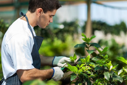 A young man wearing a white gardening shirt, striped apron, and white gloves is tending to lush green plants in a bright greenhouse or garden centre environment. He appears to be carefully inspecting or pruning the foliage of a shrub with vibrant green leaves, with other plants and trees visible in the background. The outdoor space features a well-maintained lawn with dense grass, bordered by hedges or flower beds, set against a backdrop of trees and a clear sky, indicating good weather and natural sunlight. This scene reflects professional gardening and landscaping practices, emphasizing plant care and outdoor gardening services available in Woolwich or nearby areas, as represented by the company Landscapers Woolwich.