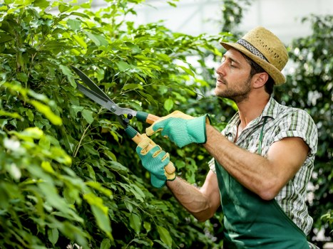 A man wearing a straw hat, light plaid shirt, and green gardening gloves is tending to a lush, well-maintained garden hedge with pruning shears. The garden features dense, vibrant green foliage, with a neatly trimmed hedge running horizontally across the scene. In the foreground, there is a lawn with even, green grass, and behind the hedge, taller trees and shrubs are visible, creating a lush outdoor environment typical of a landscaped yard in Woolwich. The weather appears to be bright and sunny, casting natural light over the garden, which highlights the healthy plant growth. The scene reflects outdoor gardening activities that a professional gardening service such as Landscapers Woolwich might undertake, focusing on hedge trimming and garden maintenance to enhance the aesthetic appeal of residential outdoor spaces in the local area.