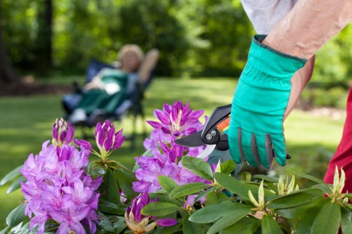 A gardener wearing a teal glove is trimming a lush flowering shrub with vibrant purple and pink blooms, situated in a well-maintained front garden. The shrub is positioned near a paved pathway, with its broad green leaves contrasting against the bright flowers. In the background, a neatly mown lawn extends across the outdoor space, bordered by a variety of trees and bushes, which provide natural shade and privacy. Further beyond, a person is seen relaxing in a garden chair, enjoying the serene environment on a sunny day with clear skies. The scene showcases a typical landscaped yard in Woolwich, with natural tones of green, brown, and colourful blossoms, highlighting regular outdoor maintenance and gardening care provided by local experts such as Landscapers Woolwich. The overall setting emphasizes a tidy, inviting outdoor area ideal for relaxing or outdoor activities, demonstrating quality lawn and garden upkeep in line with professional garden services.