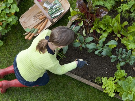 A woman with brown hair tied in a ponytail, wearing a bright yellow-green knitted sweater, dark jeans, and red rubber boots, is kneeling on a green lawn next to a garden bed. She is planting or tending to leafy greens and other vegetables within a wooden raised border. Nearby, there is a set of garden tools including a hand fork and trowel arranged on a wooden tray, along with some gardening gloves. The garden bed contains a variety of healthy, lush green plants with different textures and shades, including some with dark burgundy leaves. The surrounding environment features well-maintained grass and additional leafy plants in the background, suggesting a cultivated, outdoor garden space in Woolwich. The overall scene depicts a gardening activity focused on vegetable cultivation, with natural daylight and a mild, overcast sky providing even lighting, typical of outdoor maintenance in spring or early summer.