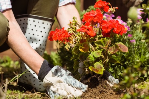 A close-up view of a gardener's hands wearing gardening gloves, planting vibrant red geraniums into a garden bed with dark, moist soil. Surrounding the planting area are various other flowering plants and green foliage, with a glimpse of gardening tools and containers in the background. The garden appears well-maintained and lush, with natural sunlight illuminating the scene, suggesting a mild weather day suitable for outdoor gardening activities. This outdoor space features a small flower bed bordered by soil and a mix of seasonal plants, reflecting typical gardening work in a residential or landscaped area within Woolwich or nearby areas, aligning with professional gardening and landscaping services provided by Landscapers Woolwich.