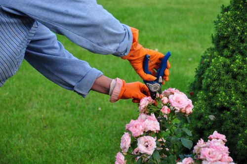 The image depicts a person wearing a light blue long-sleeved shirt and bright orange gardening gloves tending to a garden with pink flowering plants. They are using a pair of small garden shears to prune or shape the cluster of roses or similar flowering bushes. The garden features a well-maintained lawn with lush green grass in the background, bordered by neatly trimmed evergreen shrubs and a small tree or bush. The scene takes place outdoors on a clear day with natural light illuminating the garden, emphasizing the healthy, vibrant foliage and the fresh blooms of the flowers. This setting showcases typical elements of a landscaped outdoor space suitable for garden renovation and maintenance services offered by companies like Landscapers Woolwich, highlighting the importance of proper plant care and garden upkeep in creating aesthetically pleasing, natural environments in the Woolwich area.
