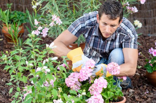 A gardener wearing a short-sleeved checkered shirt is kneeling in a lush, well-maintained garden bed in Woolwich, where he is carefully planting or tending pink flowering plants with multiple blossoms. The garden features a mixture of green foliage and vibrant, blooming flowers, with a background of other potted plants and a wooden fence, indicating an outdoor residential space. The soil appears rich and moist, with a clear patch of mulch covering parts of the bed, and a natural light suggests a sunny day, ideal for outdoor gardening work. The scene demonstrates detailed attention to plant care and landscape organization, fitting within a typical landscaped backyard in Woolwich, and aligns with services offered by Landscapers Woolwich specializing in planting and garden maintenance for local properties.